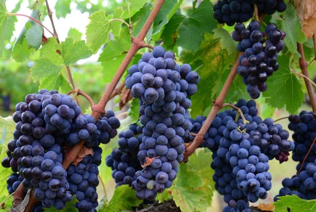 Close view of dark purple grapes on a vine at a vineyard. | Wineries near Conway, AR.